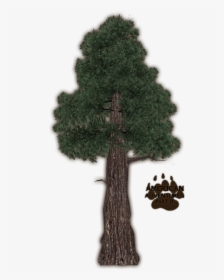 Redwoodcoast Jimmyzhoopz - Mexican Pinyon, HD Png Download, Transparent PNG