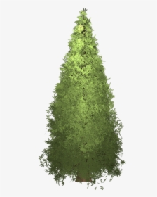 Redwood Tree Painted Tree Free Photo - Tree, HD Png Download, Transparent PNG