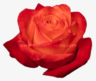 High & Intenzz Roses - Floribunda, HD Png Download, Transparent PNG