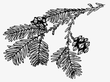 Transparent Redwood Tree Clipart - Redwood Branch Black And White Clipart, HD Png Download, Transparent PNG