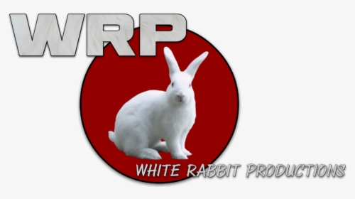 Picture - Domestic Rabbit, HD Png Download, Transparent PNG