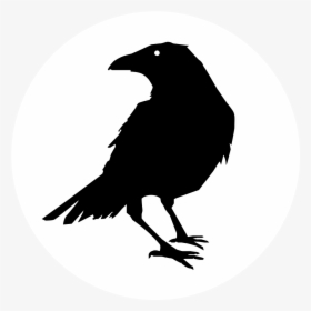 Crow Vector, HD Png Download, Transparent PNG