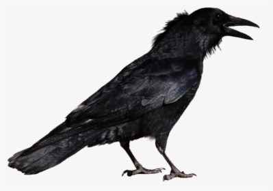 Raven Png - - Crow Png, Transparent Png, Transparent PNG