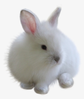 #fuzzy #bunny #white #rabbit#freetoedit - Rabbit Png For Picsart, Transparent Png, Transparent PNG