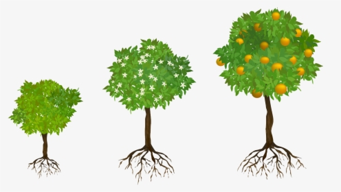 Trees With Fruits And Roots, HD Png Download, Transparent PNG
