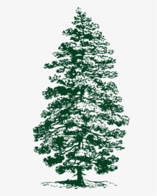 Transparent Evergreen Tree Clipart Black And White - Pine Tree Ink Drawing, HD Png Download, Transparent PNG