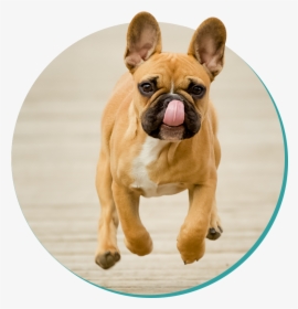 Picture - French Bulldog Moving, HD Png Download, Transparent PNG