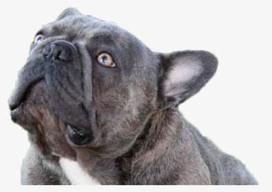 Micro Egzotic French Bulldog, HD Png Download, Transparent PNG