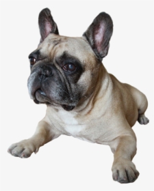 French Bulldog Png, Transparent Png, Transparent PNG