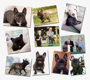 French Bulldog Pictures - French Bulldog, HD Png Download, Transparent PNG