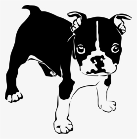 Non Sporting Group,boston Terrier,paw - Clipart Boston Terrier Svg, HD Png Download, Transparent PNG