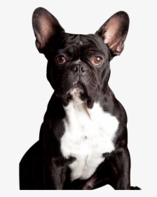 Clip Art Meet Our Powerpet Model - French Bulldog, HD Png Download, Transparent PNG