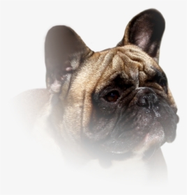 French Bulldog, HD Png Download, Transparent PNG