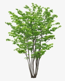 Transparent Tree Limb Png - 植物 Png, Png Download, Transparent PNG