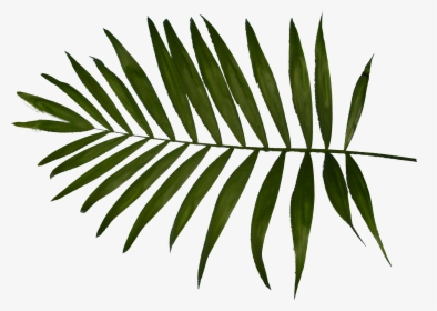 Palm Clipart Fern - Palm Trees, HD Png Download, Transparent PNG