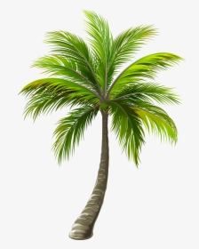 Palm Clipart Border - Transparent Background Palm Tree Png, Png Download, Transparent PNG