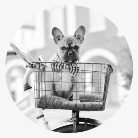 Picture - French Bulldog, HD Png Download, Transparent PNG