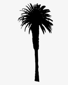Palm Tree - Illustration, HD Png Download, Transparent PNG