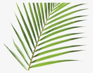 Palm Branch Cliparts - Palm Sunday Palm Transparent, HD Png Download, Transparent PNG