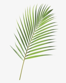 Palm Sunday Transparent Background, HD Png Download, Transparent PNG