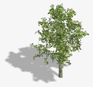 Transparent Lemon Tree Png - Axo View Of Trees, Png Download, Transparent PNG