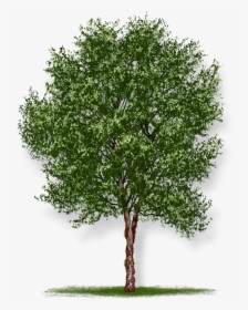 Hd Tree White Background, HD Png Download, Transparent PNG