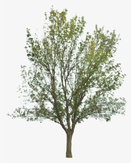 Tree, Tree With Leaves, Forest, Nature, Timber - Pond Pine, HD Png Download, Transparent PNG