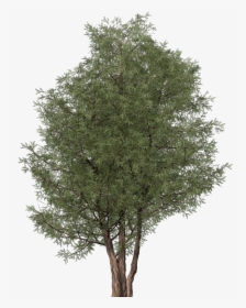 Ash Tree Cut Out - Ash Tree Png, Transparent Png, Transparent PNG