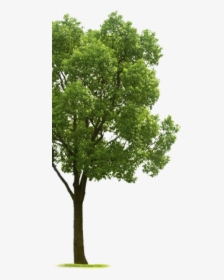 Tree Side Png 1 » Png Image - Tree On The Side, Transparent Png, Transparent PNG