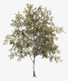 Desktop Field - Transparent Birch Tree Png, Png Download, Transparent PNG