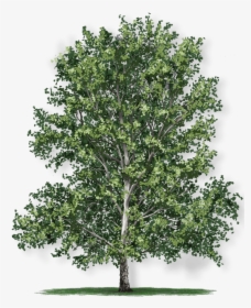 American Oak Tree Growth Rate, HD Png Download, Transparent PNG