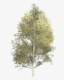 Aspen, Tree, Painted Tree, Nature, Yellow - Aspen Tree Transparent Background, HD Png Download, Transparent PNG