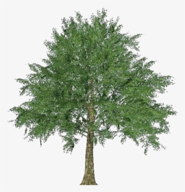 3d Trees - Norway Maple - Acca Software - Sketch Of Norway Maple Tree, HD Png Download, Transparent PNG