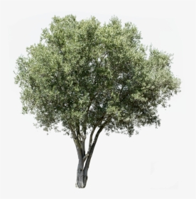 Transparent Background Olive Tree Png, Png Download, Transparent PNG