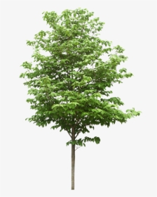 Sdn Trees Scientific Resources Bhd Png File Hd Clipart - Tree Png, Transparent Png, Transparent PNG