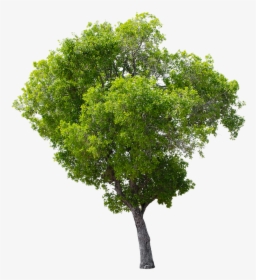 Tree, Green, Isolated, Garden, Forest, Decoration - Apple Tree Without Fruit, HD Png Download, Transparent PNG