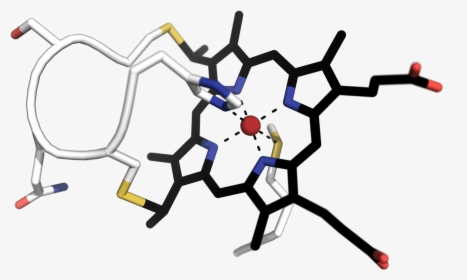 Apo Cytochrome C, HD Png Download, Transparent PNG