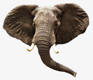 Transparent Elephant Head Clipart - Elephant Png, Png Download, Transparent PNG