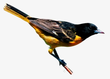 Oriole Png, Transparent Png, Transparent PNG