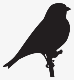 Finches - Goldfinch Silhouette, HD Png Download, Transparent PNG