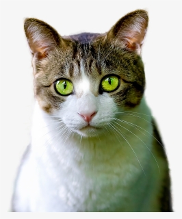 Cat Isolated Feline Free Photo - Animal Render, HD Png Download, Transparent PNG