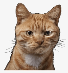 Smirking Cat, HD Png Download, Transparent PNG