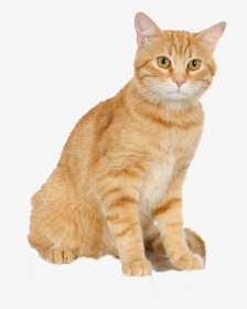 Cats Png Free Pic - Cat Shaped Cat Scratcher, Transparent Png, Transparent PNG
