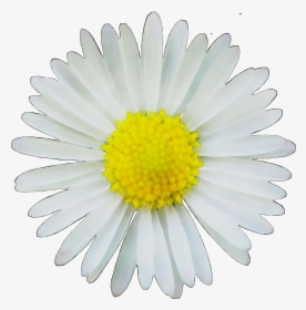 Clip Art Image Common Daisy Drawing Portable Network - Flower Daisy Vectors, HD Png Download, Transparent PNG