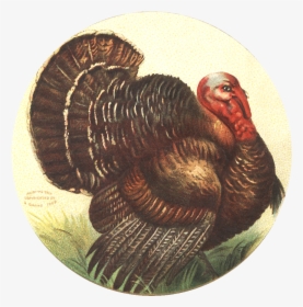 Free Image Friday - Vintage Thanksgiving Clipart, HD Png Download, Transparent PNG