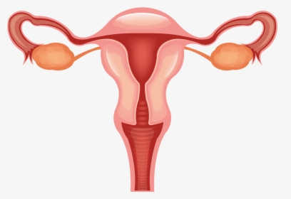 Vagina Clip Svg Free - Female Reproductive System Clipart, HD Png Download, Transparent PNG