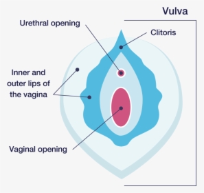 Vula Of The Vagina, HD Png Download, Transparent PNG