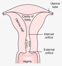 External Os Of The Uterus, HD Png Download, Transparent PNG