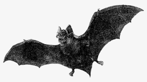 Dracula , Png Download - Antique Vintage Bat Illustration, Transparent Png, Transparent PNG