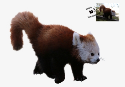 Red Panda, Giant Panda, Desktop Wallpaper, Fur Png - Red Panda Clear Background, Transparent Png, Transparent PNG